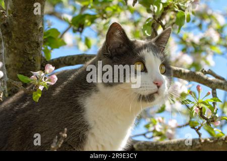 Gatto grigio e bianco che sale in un melo fiorente in una giornata di sole primaverili; guardando a destra Foto Stock