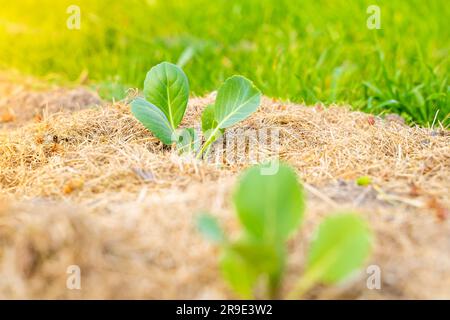 Giovani piantine di cavolo bianco crescono in un letto da giardino, il terreno è pacciamato con erba secca Foto Stock