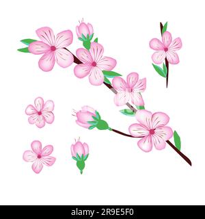 Fiore rosa Sakura, fiore di ciliegio per un design sofface Illustrazione Vettoriale
