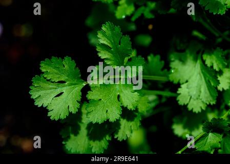 Il coriandolo Coriandrum sativum, noto anche come coriandolo, è un'erba annuale della famiglia Apiaceae. Tutte le parti della pianta sono commestibili, ma le foglie fresche Foto Stock