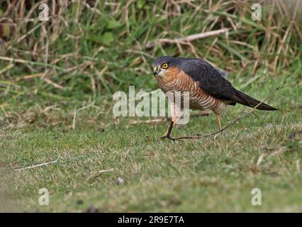 Sparrowhawk eurasiatico (Accipiter nisus) maschio adulto che cammina a terra Eccles-on-Sea, Norfolk, Regno Unito. Ottobre Foto Stock