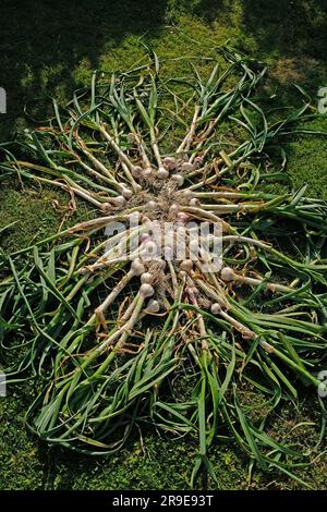 Aglio appena raccolto che si asciuga al sole. Foto Stock