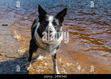 Un Collie di confine bianco e nero che si diverte nell'acqua di un lago sotto il sole primaverile Foto Stock