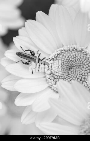 Immagine in bianco e nero di uno scarabeo a zampe spesse (Oedemera nobilis), su Anthemis tinctoria E.C. Buxton Foto Stock