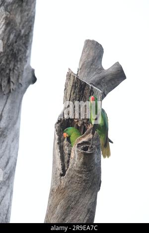 Pappagallo pappagallo (Tanygnathus lucionensis) a Sabah, Borneo settentrionale, Malesia Foto Stock