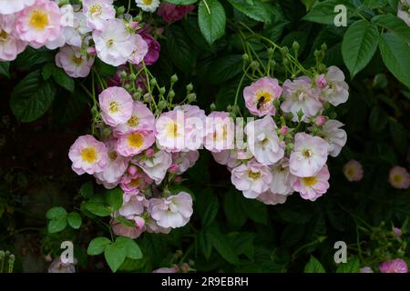 Rosa pallido, fiori estivi di rosa sgargiante, Rosa Blush rambler che cresce su un muro di mattoni nel giardino britannico di giugno Foto Stock