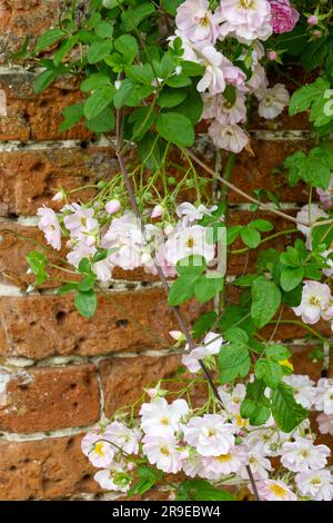 Rosa pallido, fiori estivi di rosa sgargiante, Rosa Blush rambler che cresce su un muro di mattoni nel giardino britannico di giugno Foto Stock