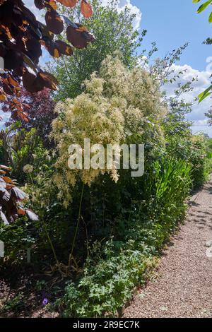 Creambush o Oceansprays (Holodiscus scolorisce) in piena fioritura durante l'estate. Foto Stock