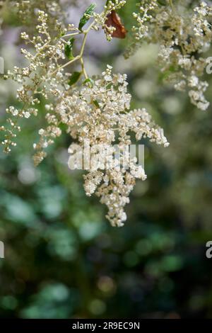 Creambush o Oceansprays (Holodiscus scolorisce) in piena fioritura durante l'estate. Foto Stock