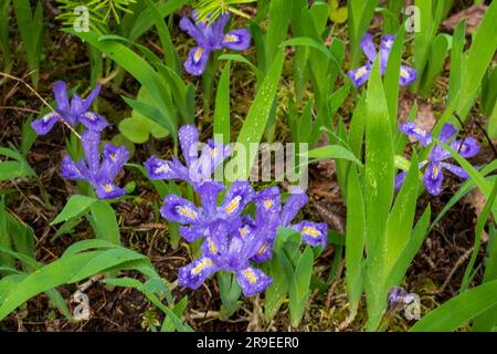 Il Dwarf Lake Iris (Iris lacustris) è una pianta perenne originaria della regione dei grandi Laghi del Nord America orientale. Ha uno stato di conservazione del G3. Foto Stock