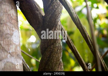 Piante di ayahuasca in una regione della giungla peruviana. Foto Stock