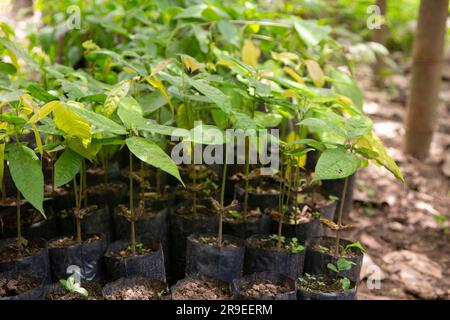 Piante di ayahuasca in una regione della giungla peruviana. Foto Stock