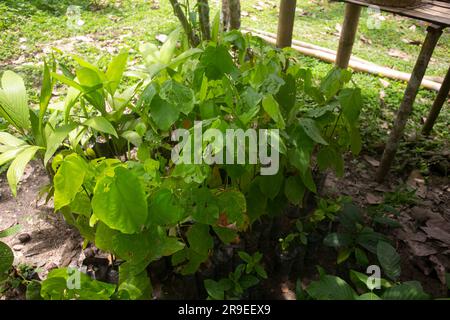 Piante di ayahuasca in una regione della giungla peruviana. Foto Stock