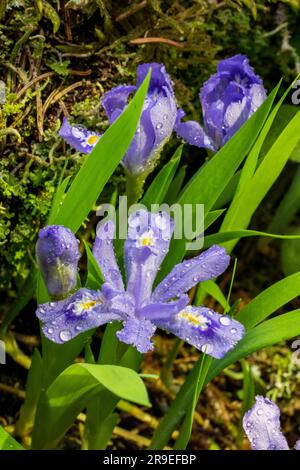 Il Dwarf Lake Iris (Iris lacustris) è una pianta perenne originaria della regione dei grandi Laghi del Nord America orientale. Ha uno stato di conservazione del G3. Foto Stock