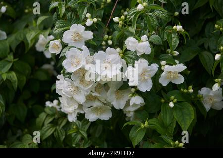 Dolce mock orange (Filadelfo coronarius) Foto Stock