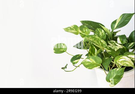 Pianta di casa Philodendron in vaso bianco su sfondo bianco. Vista frontale. Banner. Copia spazio Foto Stock