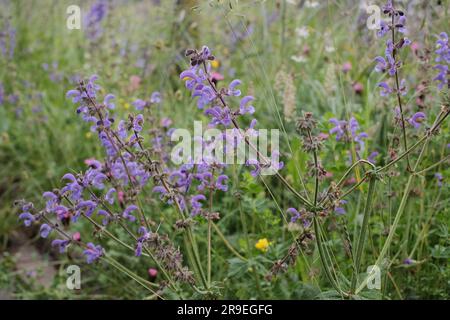 Salvia verde ed erbe fresche e salutari su fondo di legno. Ingredienti aromatici per una cottura saporita. Foto Stock