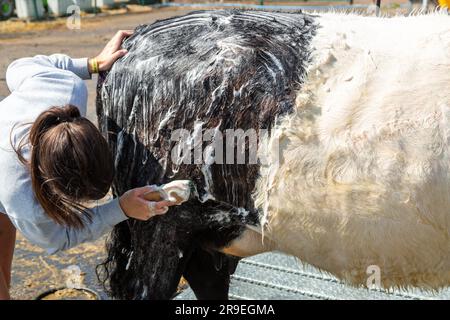 Una mucca di galloway con cintura viene pulita e pronta per essere mostrata al Royal Highland Show di Edimburgo Foto Stock