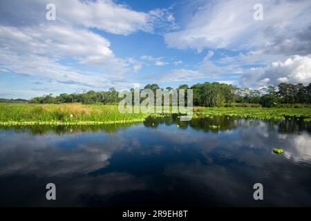 Vista dal lago Cuipari nella giungla peruviana. Foto Stock