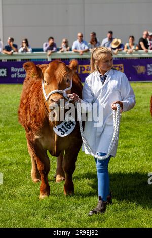 Una mucca viene mostrata in un ring al Royal Highland Show, in Scozia Foto Stock