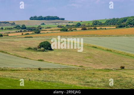 Chanctonbury Ring (un gruppo di alberi sullo skyline) visto attraverso la terraferma aperta, da Cissbury Ring - South Downs National Park, West Sussex, Regno Unito. Foto Stock