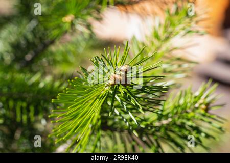 Gemme di pino su rami da vicino, sfondo naturale verde.fioritura Scots boccioli di pino utilizzati di farmaci sani nella medicina alternativa.primavera stagione,blurred.PL Foto Stock