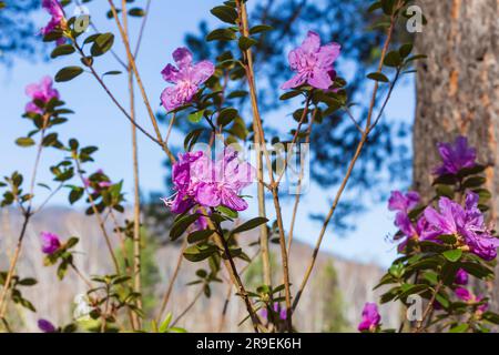 Fiore rododendro rosa. Cespuglio fiorito, primo piano dei fiori di dauricum Rhododendron, nomi popolari bagulnik, maralnik.Bud erica in Altai mounta Foto Stock