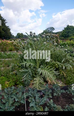 Carciofi globali (Cynara cardunculus var. Scolymus,) cresce in un giardino murato elisabettiano durante l'estate. Foto Stock