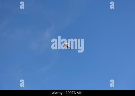 Una sola cicogna che vola nel cielo azzurro Foto Stock