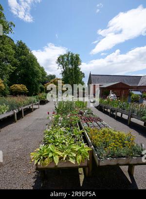 Tavoli di vendita di Garden Plant alla Burton Agnes Hall nell'East Yorkshire Foto Stock