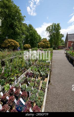 Tavoli di vendita di Garden Plant alla Burton Agnes Hall nell'East Yorkshire Foto Stock