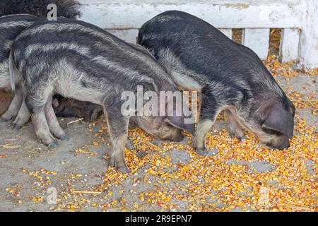 Latticini neonatali Black Mangalica Pig Ungherese razza presso Animal Farm Foto Stock