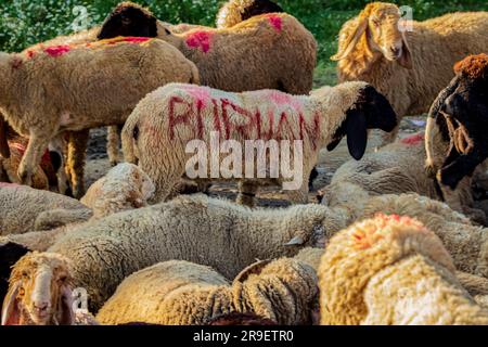 Srinagar, India. 25 giugno 2023. Pecore sacrificali per la vendita in un mercato di bestiame prima di essere vendute in vista del festival Eid-al-Adha a Srinagar. I musulmani di tutto il mondo celebrano Eid al-Adha, la festa del sacrificio, per celebrare la fine del pellegrinaggio Hajj abbattendo pecore, capre, mucche e cammelli per commemorare la volontà del profeta Abramo di sacrificare suo figlio per mostrare obbedienza a Dio. Credito: SOPA Images Limited/Alamy Live News Foto Stock