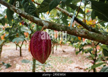 Fagiolo di cacao rosso sull'albero in Costa Rica Foto Stock