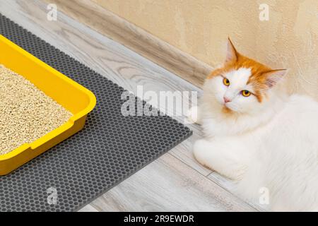 in camera è presente una lettiera per gatti. il gatto è andato in bagno. gatto seduto accanto alla lettiera Foto Stock