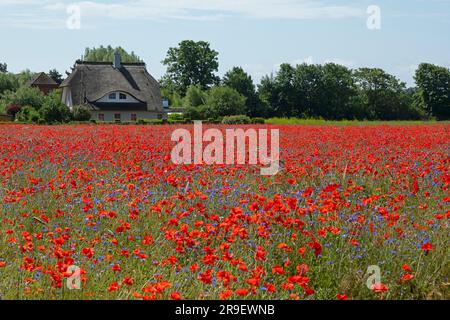 Campo di papaveri rossi (Papaver rhoeas), casa con tetto in paglia, Niehagen, Ahrenshoop, Fischland-Darss-Zingst, Meclemburgo-Pomerania occidentale, Germania Foto Stock