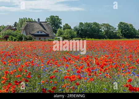 Campo di papaveri rossi (Papaver rhoeas), casa con tetto in paglia, Niehagen, Ahrenshoop, Fischland-Darss-Zingst, Meclemburgo-Pomerania occidentale, Germania Foto Stock