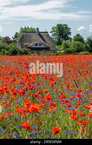 Campo di papaveri rossi (Papaver rhoeas), casa con tetto in paglia, Niehagen, Ahrenshoop, Fischland-Darss-Zingst, Meclemburgo-Pomerania occidentale, Germania Foto Stock