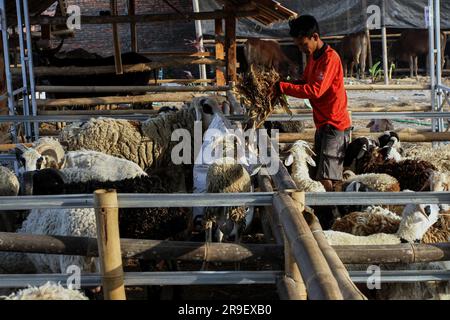 Bnatul, Indonesia. 26 giugno 2023. Un commerciante nutre il bestiame in recinti di bestiame con un concetto di drive-thru a Bantul. Il luogo in cui viene fornito l'animale sacrificale fornisce un servizio di ordine di asporto che consente ai clienti di portare gli ordini a casa senza dover lasciare il veicolo, per ridurre la trasmissione delle malattie tra bestiame e uomo. (Foto di Angga Budhiyanto/SOPA Images/Sipa USA) credito: SIPA USA/Alamy Live News Foto Stock