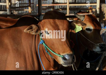 Bnatul, Indonesia. 26 giugno 2023. Gli animali da fattoria si vedono nei recinti di bestiame con un concetto di drive-thru a Bantul. Il luogo in cui viene fornito l'animale sacrificale fornisce un servizio di ordine di asporto che consente ai clienti di portare gli ordini a casa senza dover lasciare il veicolo, per ridurre la trasmissione delle malattie tra bestiame e uomo. (Foto di Angga Budhiyanto/SOPA Images/Sipa USA) credito: SIPA USA/Alamy Live News Foto Stock