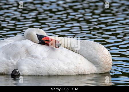Cigno muto (Cygnus olor) che appiattisce le piume alari con testa e collo dopo essere stato precotto mentre galleggia nell'acqua del lago Foto Stock