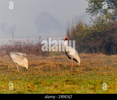 Un paio di sarus Crane che riposano sul campo Foto Stock