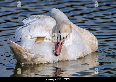 Cigno muto (Cygnus olor) che preserva le piume mentre galleggia nell'acqua del lago Foto Stock