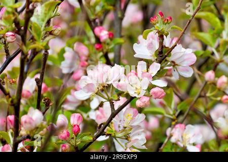 Mela granchio (malus sylvestris), da vicino che mostra un ramo dell'albero comune coperto di grandi fiori bianchi o fioritura in primavera. Foto Stock