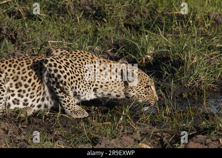 Leopardo, panthera pardus, femmina a Waterhole, Moremi Reserve, Okavango Delta in Botswana Foto Stock