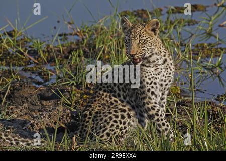 Leopardo, panthera pardus, Cub at Waterhole, Moremi Reserve, Okavango Delta in Botswana Foto Stock