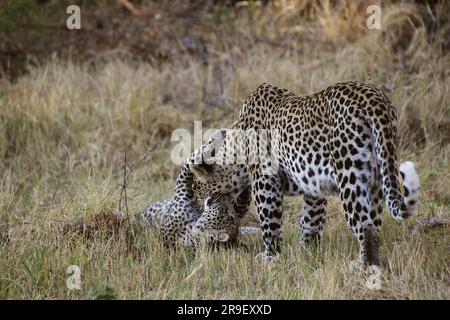 Leopardo, panthera pardus, Mother and Cub Playing, Moremi Reserve, Okavango Delta in Botswana Foto Stock