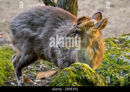 Il muntjac di Reeves (Muntiacus reevesi) maschio mostra grandi zanne e ghiandole preorbitali, originario della Cina e di Taiwan e ha introdotto specie in Europa Foto Stock