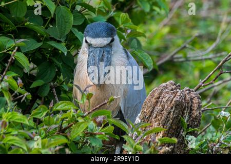 Airone/boatbill (Cochlearius cochlearius) appollaiato su un albero, uccello notturno originario dell'America centrale e meridionale Foto Stock