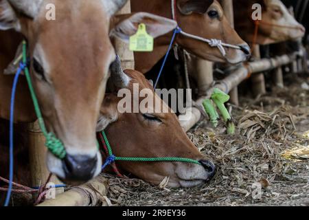 Bnatul, Indonesia. 26 giugno 2023. Gli animali da fattoria si vedono nei recinti di bestiame con un concetto di drive-thru a Bantul. Il luogo in cui viene fornito l'animale sacrificale fornisce un servizio di ordine di asporto che consente ai clienti di portare gli ordini a casa senza dover lasciare il veicolo, per ridurre la trasmissione delle malattie tra bestiame e uomo. (Foto di Angga Budhiyanto/SOPA Images/Sipa USA) credito: SIPA USA/Alamy Live News Foto Stock